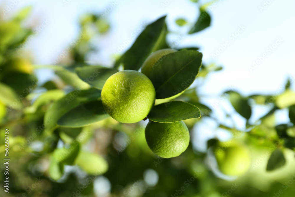 Ripe limes growing on tree branch in garden, closeup Ripe limes growing on tree branch in garden, closeup