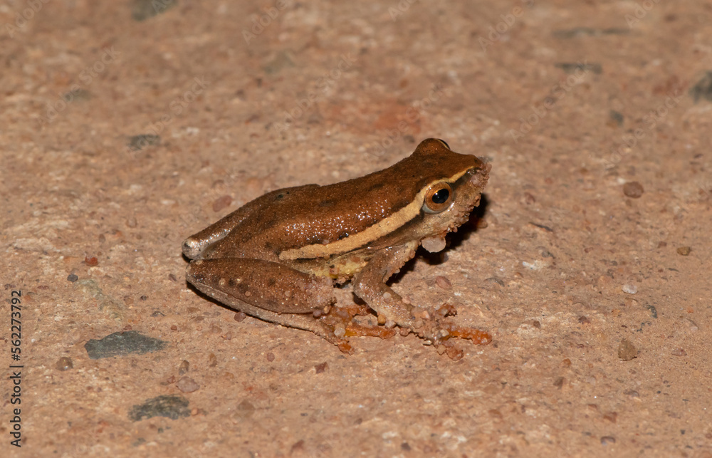 Naklejka premium Yellow-striped reed frog (Hyperolius semidiscus)