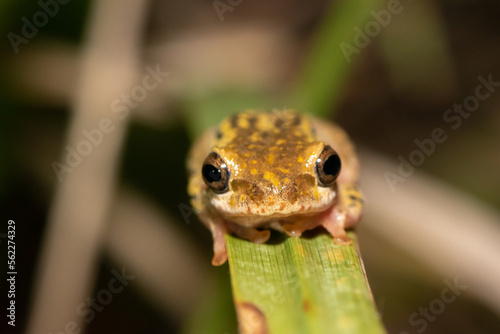 Painted reed frog (Hyperolius marmoratus) photo