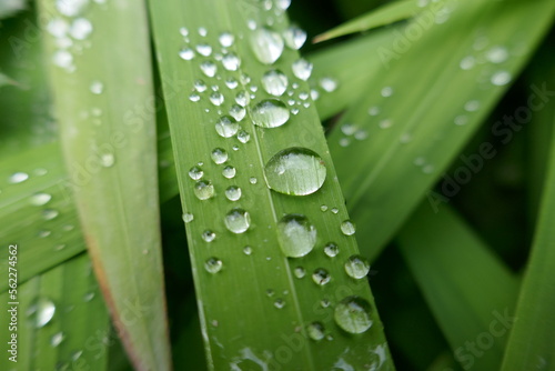 Water droplets on leaf surface close-up