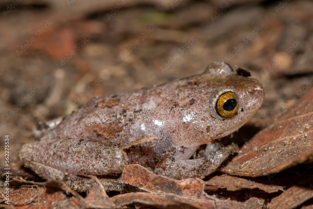Tinker Reed Frog (Hyperolius tuberilinguis) Tinker Reed Frog (Hyperolius tuberilinguis)