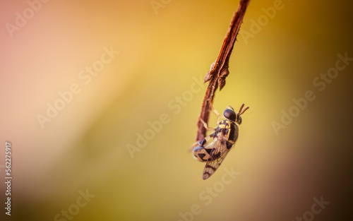 Tableau sur toile Common hoverfly perched on the tree branch and nature background, Insect photo