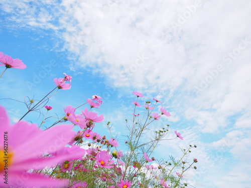 たくさん咲いているコスモスの花