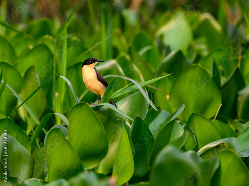 Black-capped Donacobius perched on aquatic plants in Pantanal,Brazil photo