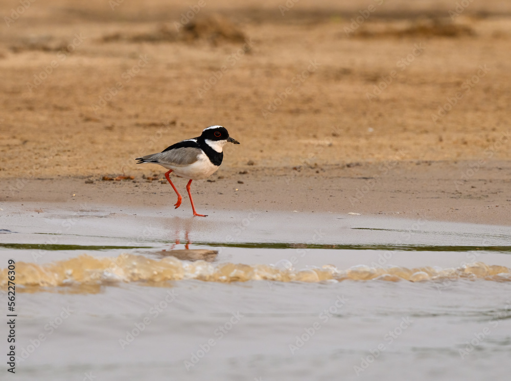 Pied Lapwing foraging on river's sandbank in Pantanal, Brazil Pied Lapwing foraging on river's sandbank in Pantanal, Brazil