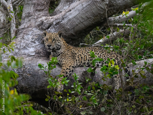 Wild Jaguar lying down on fallen tree trunk in Pantanal  Brazil