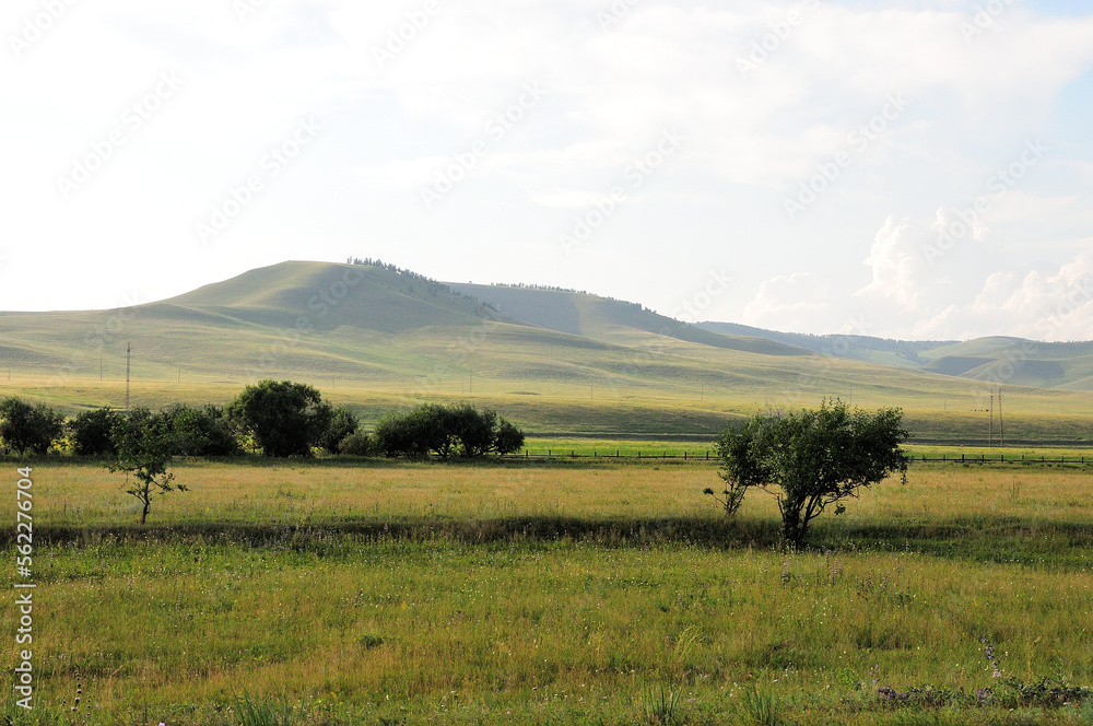 Several small bushes in the picturesque steppe at the foot of high hills under a cloudy summer sky.