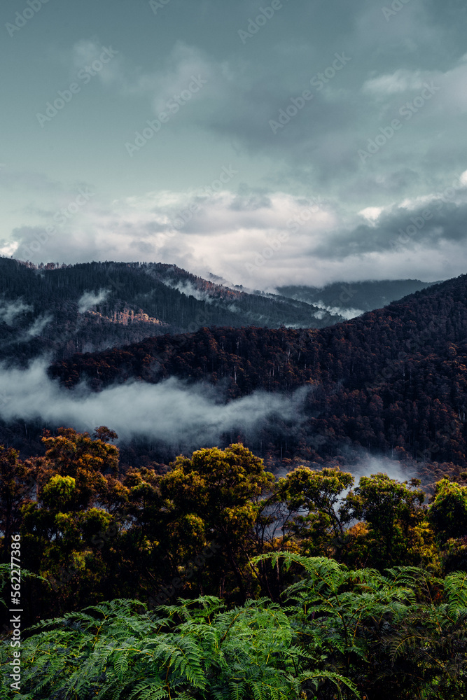 Landscape in Yarra Valley, Melbourne, Australia. Green Trees, Fall Foliage, Mist. Vertical Shot