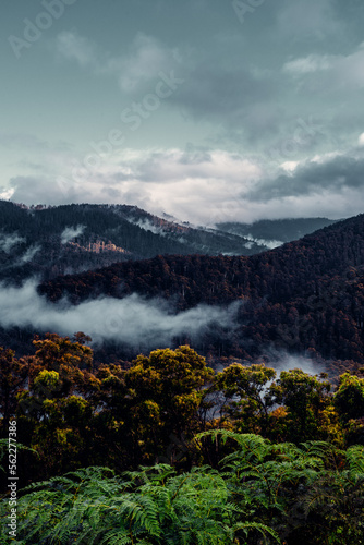 Landscape in Yarra Valley  Melbourne  Australia. Green Trees  Fall Foliage  Mist. Vertical Shot