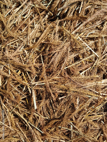 Beautiful view of empty ears of grains