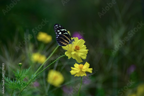 butterfly, insect, flower, nature, summer, animal, macro, spring, plant, wildlife, wings, beautiful, garden, colorful, beauty, fly, wing, orange, yellow, meadow, leaf, black, fauna, flowers
