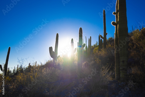 Saguaro Sunburst