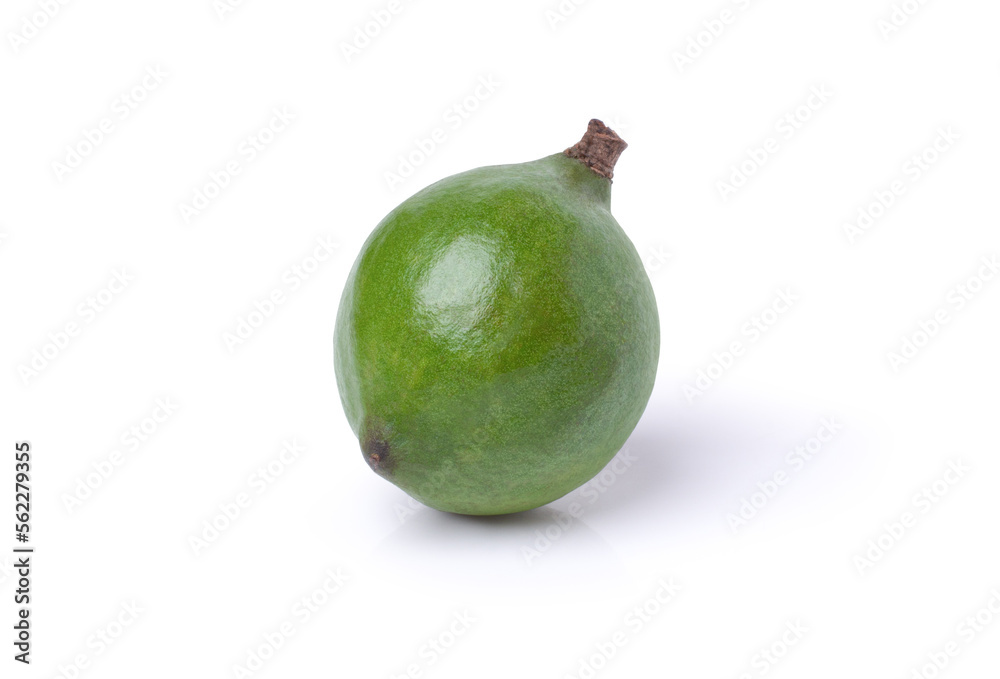 Macadamia nut on white