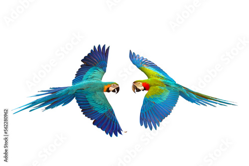 Colorful macaw parrots flying isolated on transparent background png file