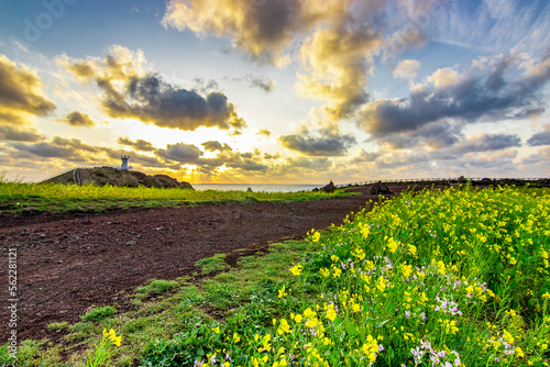 field of flowers and sky