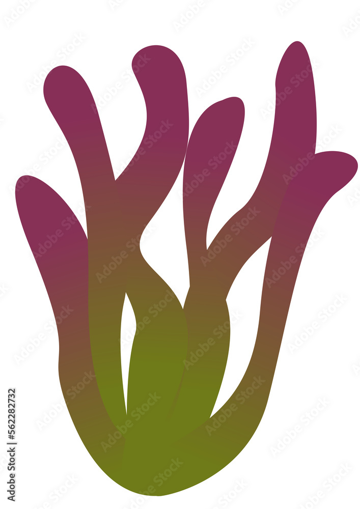 Seaweed Seaweed
