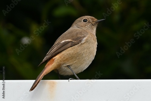 A female Daurian Redstart perched on a sign that says 'wildlife sanctuary' in Japanese.
