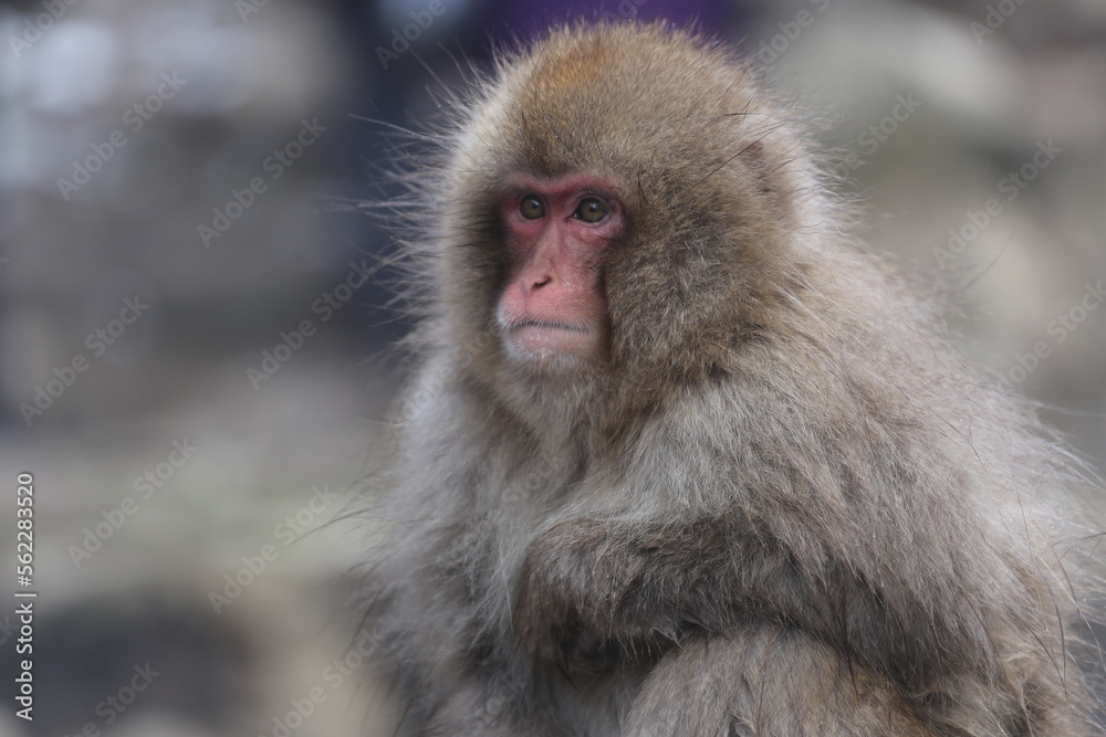Snow Monkey at Jigokudani Monkey Park Snow Monkey at Jigokudani Monkey Park