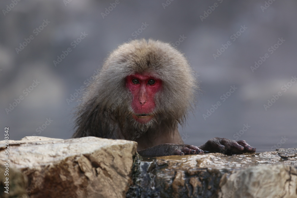 Naklejka premium Snow Monkey at Jigokudani Monkey Park