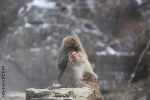 Snow Monkey at Jigokudani Monkey Park