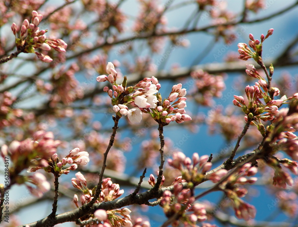 Cherry blossoms in Towada City, Aomori Prefecture Cherry blossoms in Towada City, Aomori Prefecture