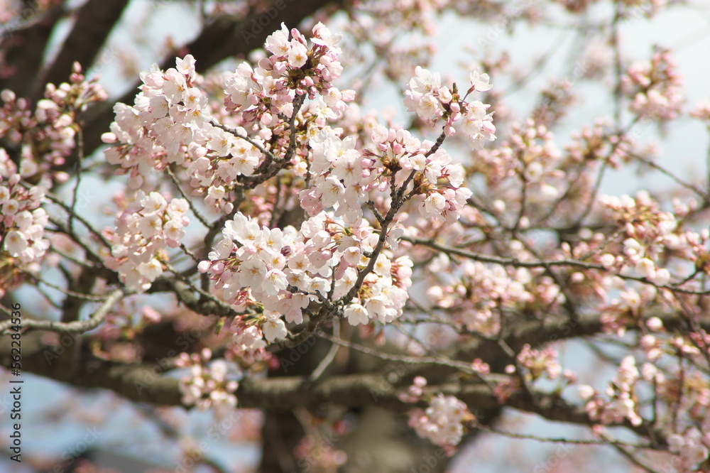 Cherry blossoms in Towada City, Aomori Prefecture
