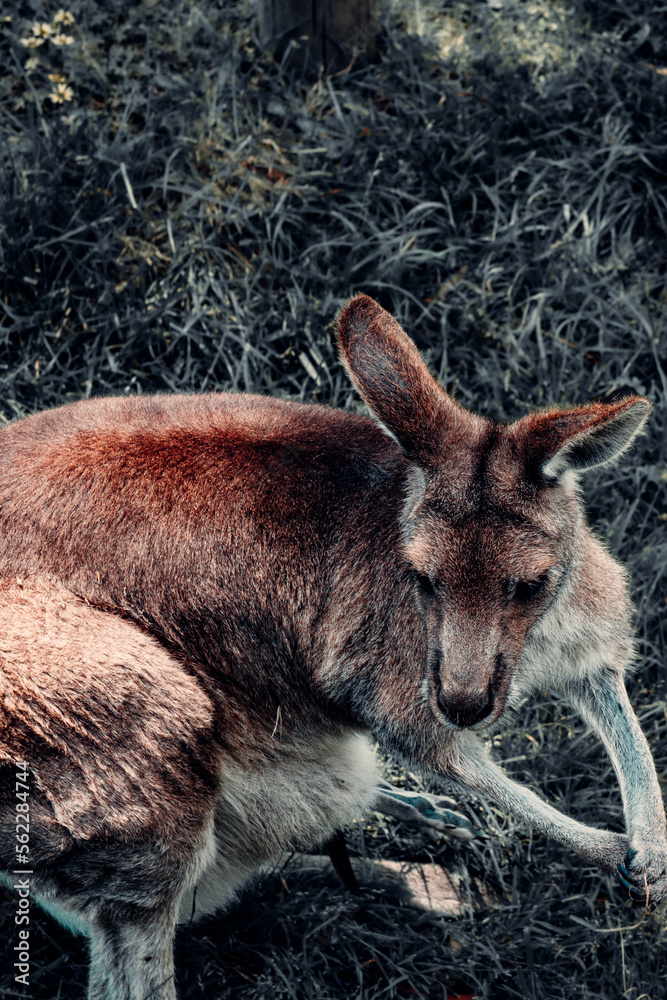 Fototapeta premium Kangaroo Relaxing In The Grass