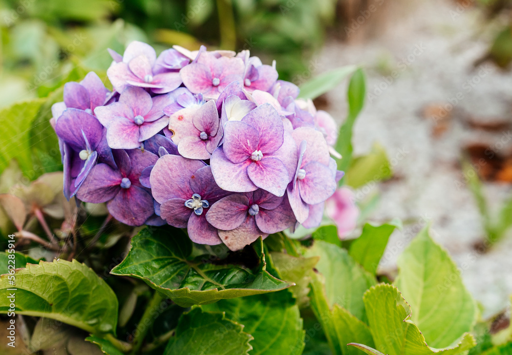 Violet hydrangea flowers in full bloom in a garden. Hydrangea bushes blossom on sunny day. Flowering hortensia plant. Blossoming flowers in the spring. Close up petals Violet hydrangea flowers in full bloom in a garden. Hydrangea bushes blossom on sunny day. Flowering hortensia plant. Blossoming flowers in the spring. Close up petals