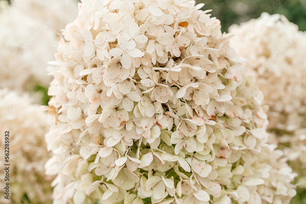 White hydrangea flowers in full bloom in a garden. Hydrangea bushes blossom on sunny day. Flowering hortensia plant. Blossoming flowers in the spring. close up petals White hydrangea flowers in full bloom in a garden. Hydrangea bushes blossom on sunny day. Flowering hortensia plant. Blossoming flowers in the spring. close up petals