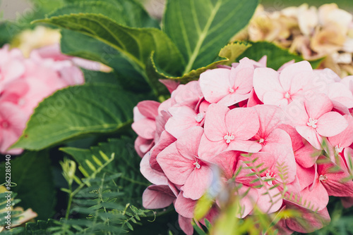 Pink hydrangea flowers in full bloom in a garden. Hydrangea bushes blossom on sunny day. Flowering hortensia plant. Blossoming flowers in the spring	 photo