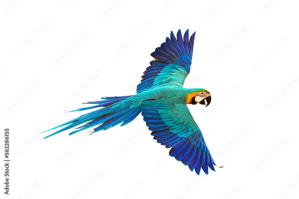 Colorful flying parrot isolated on transparent background png file	