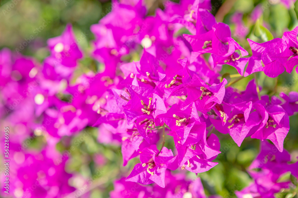 ブーゲンビリアの花 ブーゲンビリアの花