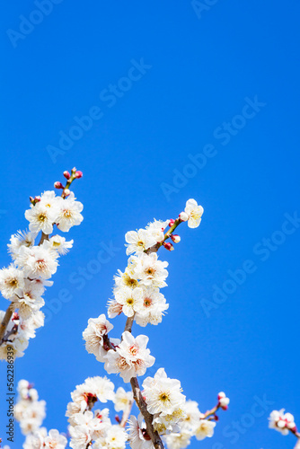青空と白い梅の花 