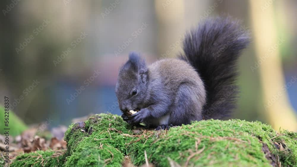Isolated close up of a grey squirrel eating walnut sitting on green moss Isolated close up of a grey squirrel eating walnut sitting on green moss
