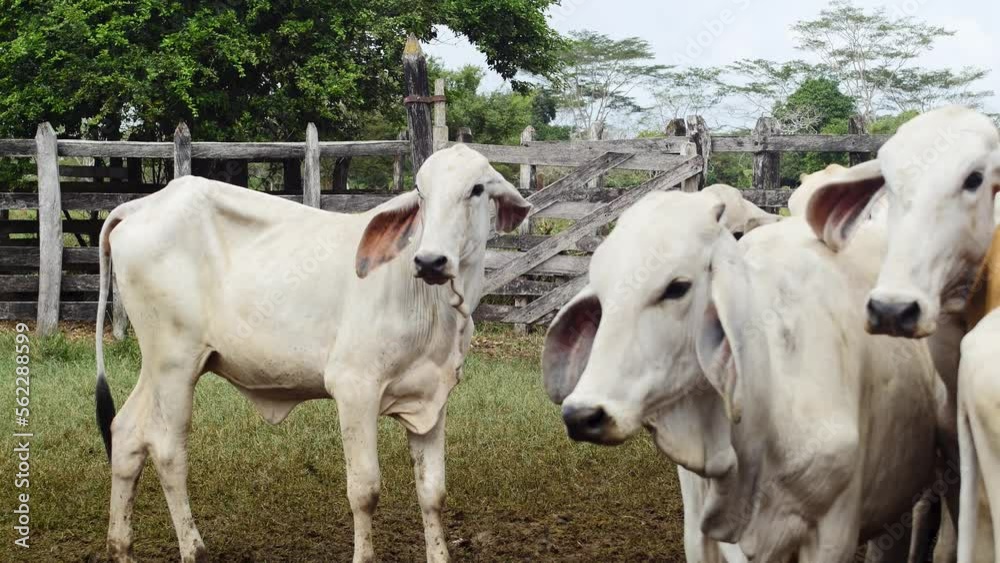 Cows running away from the farmyard-4K-Cattle Cows running away from the farmyard-4K-Cattle