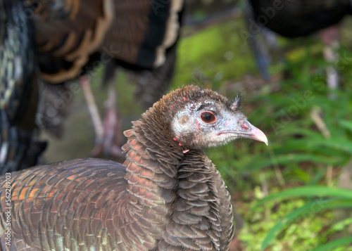 Close up of a female hen turkey with other turkeys in green grass behind.