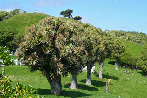 Cluster of Palm Trees on Matiu Somes Island photo