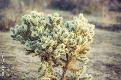 cactus