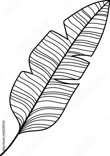 Tropical banana leaf line art