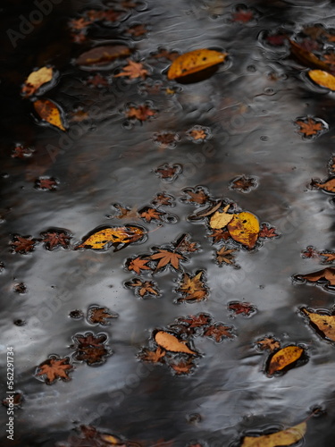 水に沈んだ紅葉の葉
