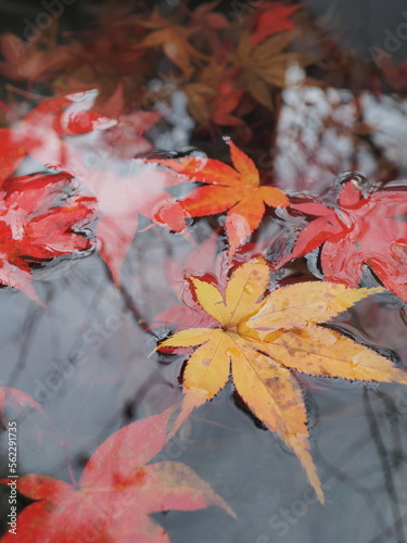 水に沈んだ紅葉の葉
