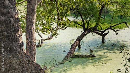 The trees grow in a swampy area. Green duckweed covers the water. A bird is sitting on the flooded twisted branches. India. Keoladeo Bird Sanctuary. Bharatpur