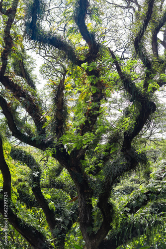 Panorama of the protected forest of De Djawatan Benculuk Banyuwangi, Indonesia photo