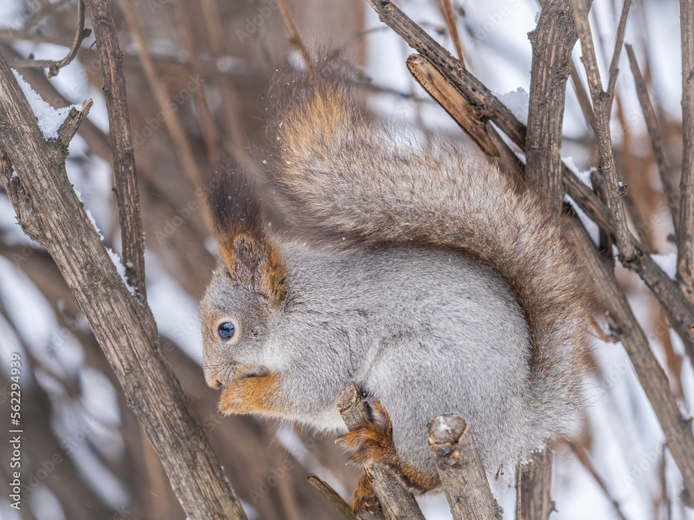 Fototapeta premium The squirrel with nut sits on tree in the winter or late autumn