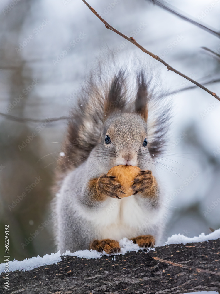 The squirrel with nut sits on tree in the winter or late autumn