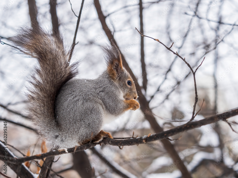 The squirrel with nut sits on tree in the winter or late autumn The squirrel with nut sits on tree in the winter or late autumn