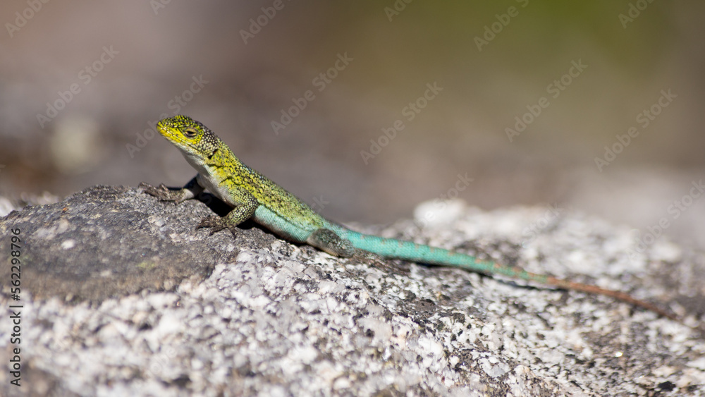 liolaemus pictus liolaemus pictus