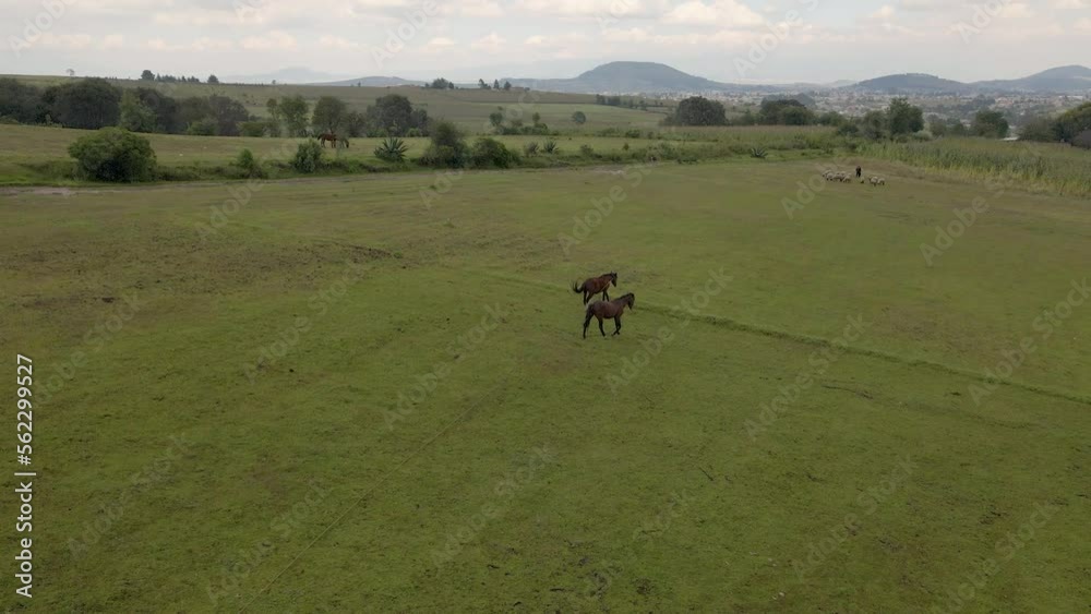 Beautiful wild horses in park in Mexico standing in green field Beautiful wild horses in park in Mexico standing in green field