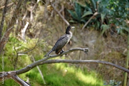 Neotropic Cormorant (Phalacrocorax brasilianus) perched on a branch on the bank of Laguna de Yambo, near Latacunga, Ecuador