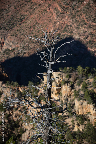 Dry tree on death valley. Landscape of Grand Canyon. Panoramic view of National Park in Arizona.